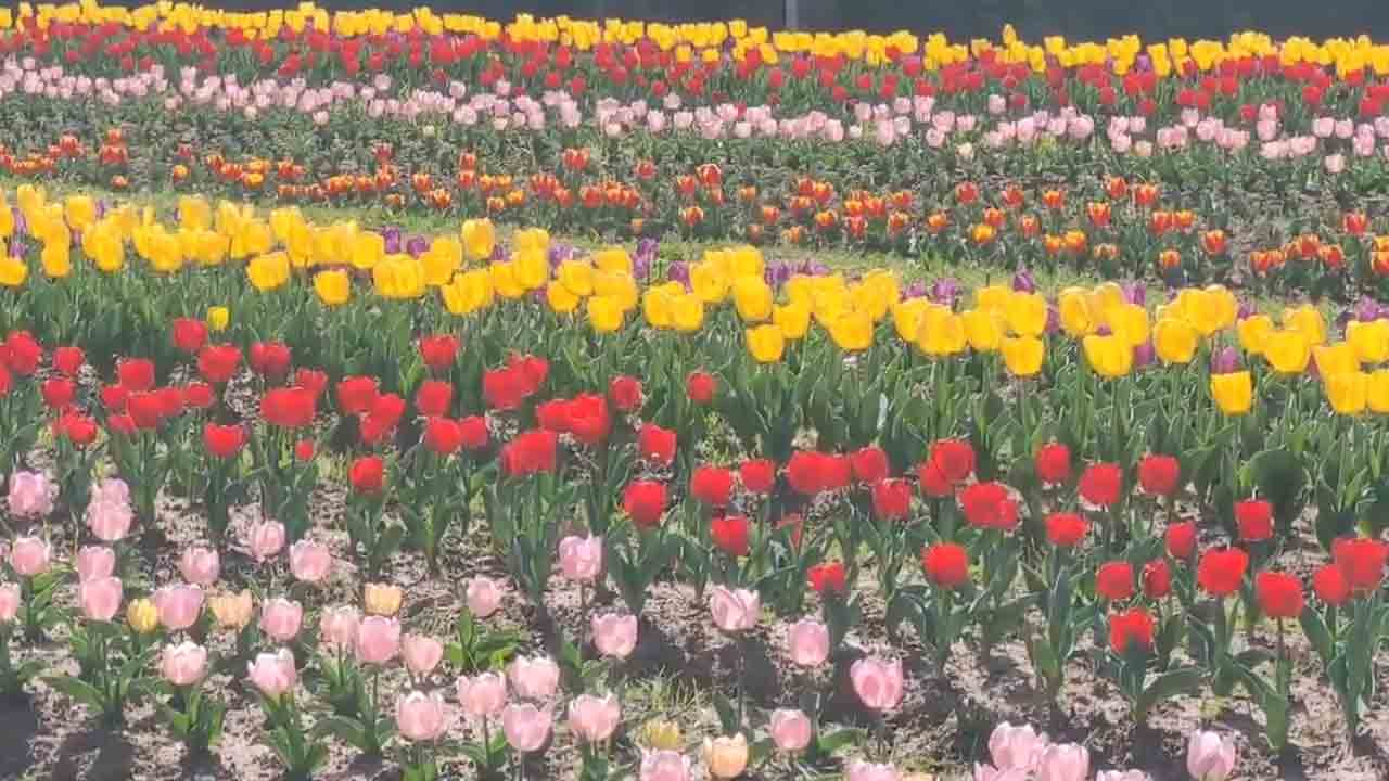 Tulip garden | తెరచుకున్న తులిప్‌ గార్డెన్‌.. కశ్మీర్‌ పర్యాటకులకు కనువిందు.. Video