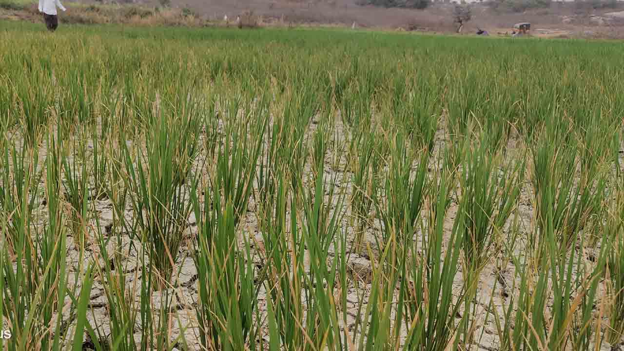 Telangana | కాంగ్రెస్‌ తెచ్చిన కరువు.. ఎండిన పంటలకు మొండిచెయ్యి!