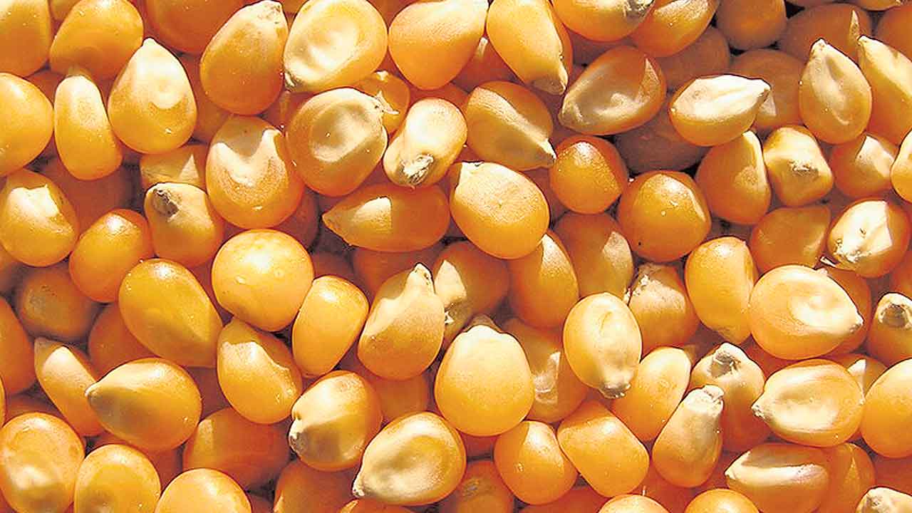 MSP | వరి వదిలేస్తే ప్రోత్సాహం.. రైతులను ప్రత్యామ్నాయ పంటల వైపు మళ్లించడానికి కేంద్రం ప్రణాళిక