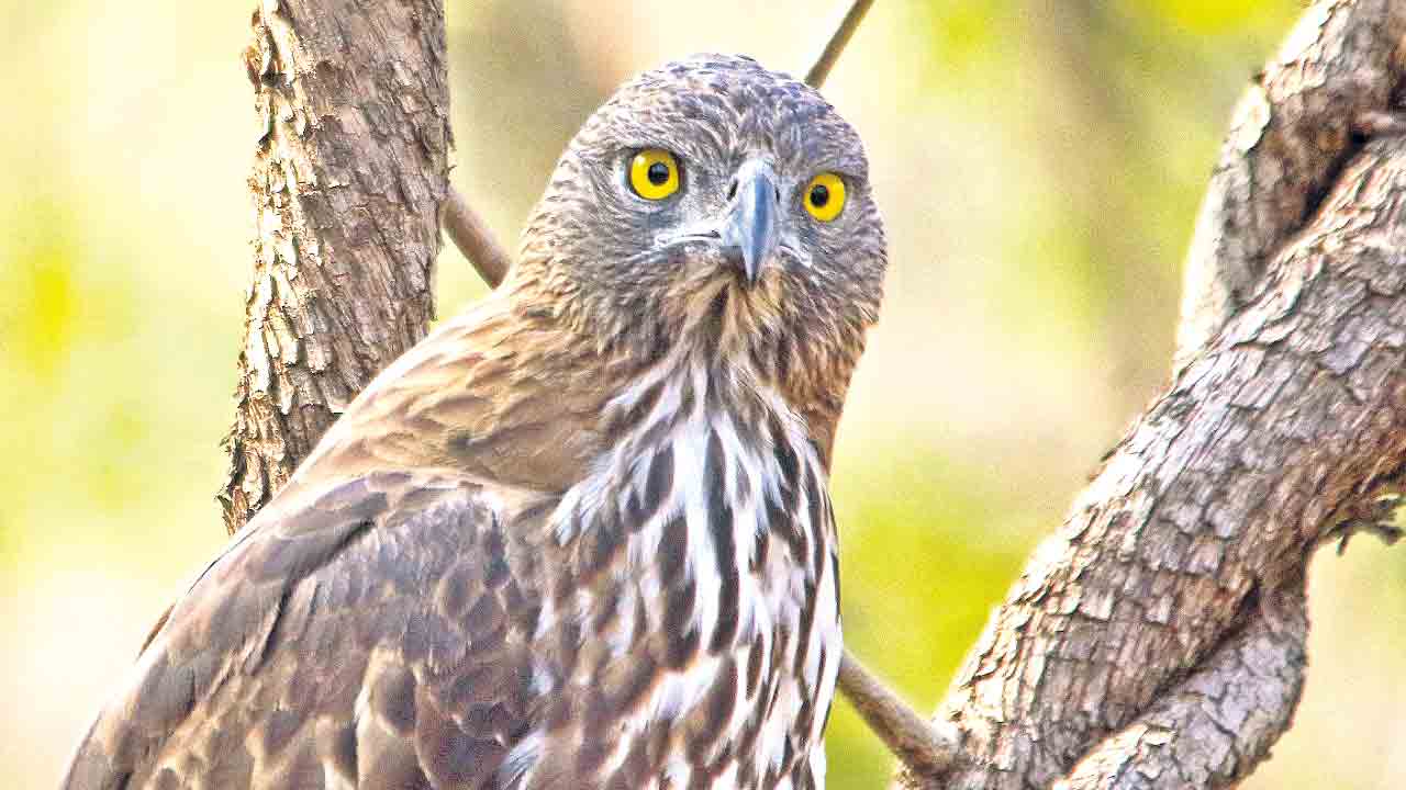 పక్షులకు స్వర్గధామం కవ్వాల్‌