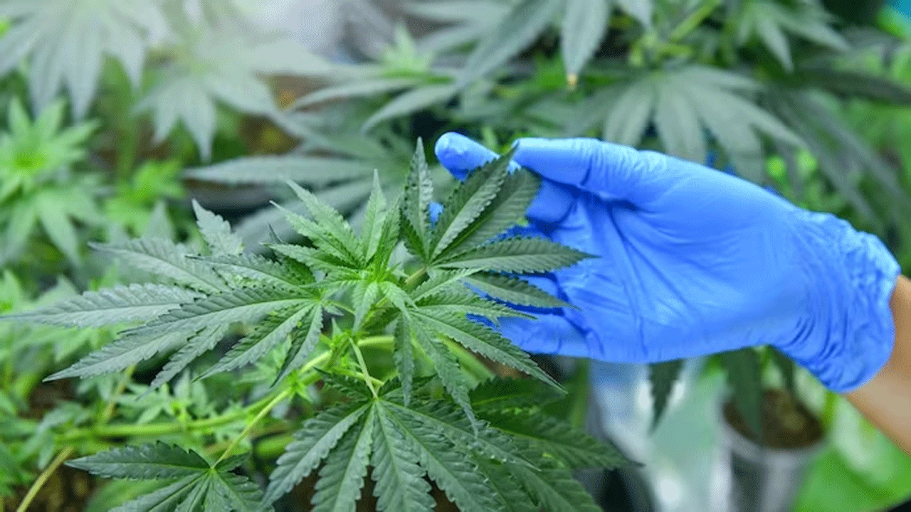 New Study | గంజాయి వాడ‌కంతో గుండె పోటు, స్ట్రోక్ ముప్పు