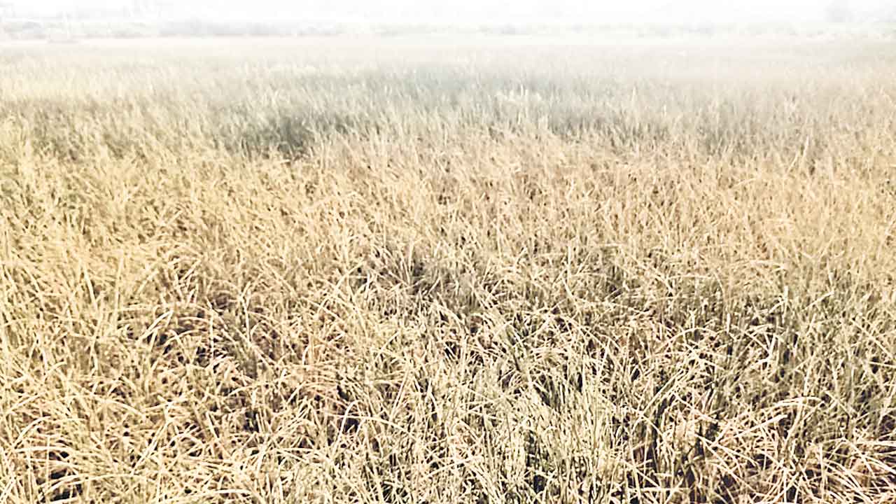 నీళ్లు ఇంకిపోతున్నయ్‌.. పొలాలు ఎండుతున్నయ్‌