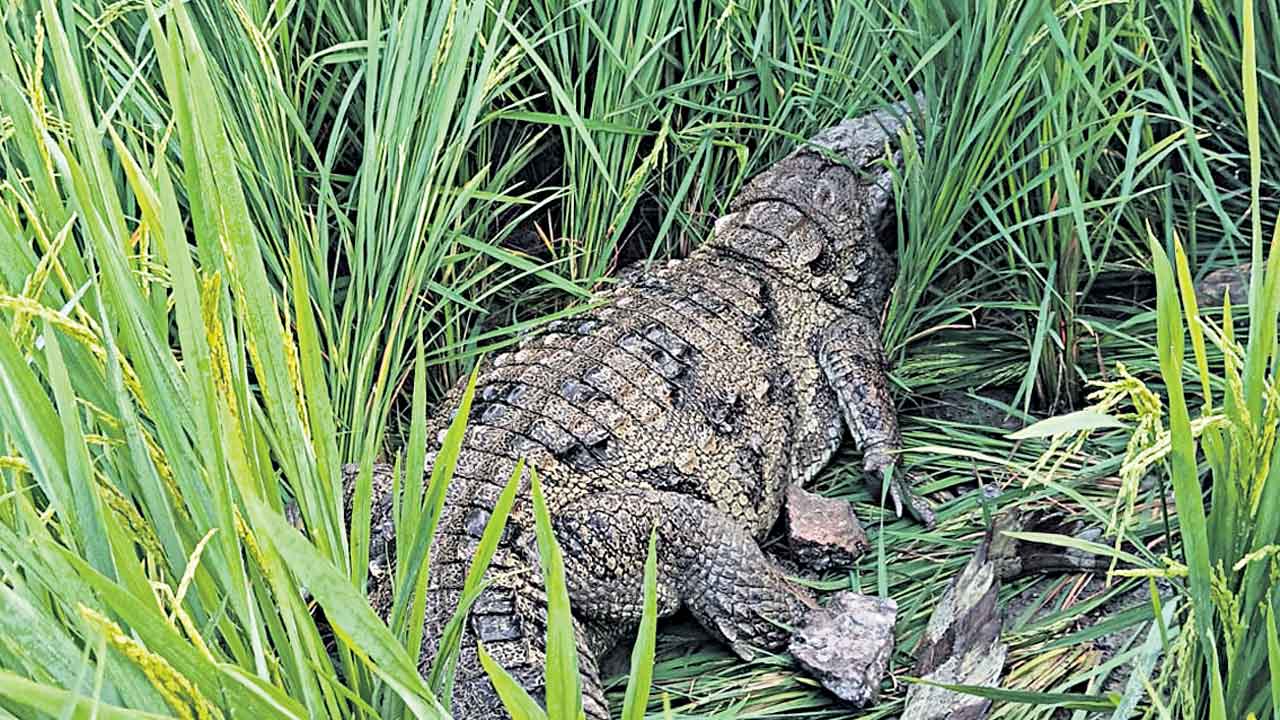 చెరువు ఎండి చేనులోకి చేరిన మొసలి