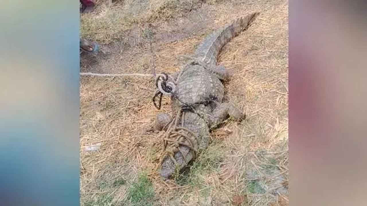 Huge crocodile | వ్యవసాయ పొలంలో భారీ మొసలి.. జూరాల ప్రాజెక్టులో వదిలిన అధికారులు