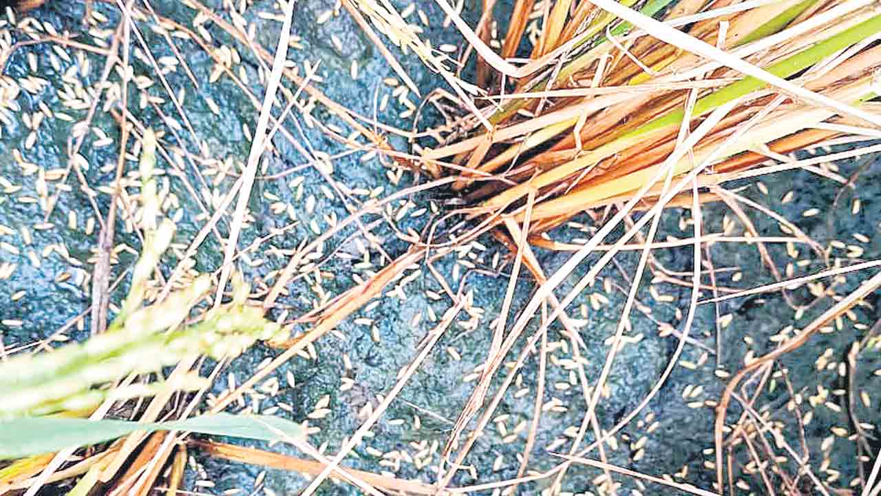 అకాల వర్షం