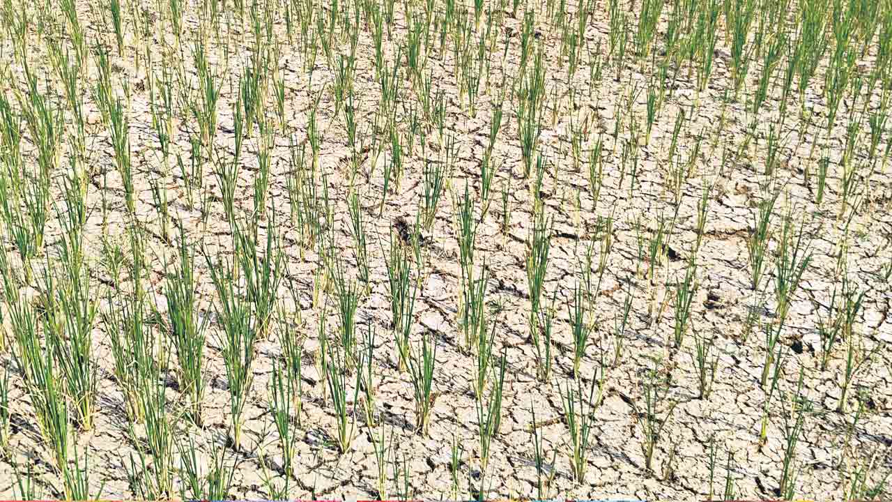 తగ్గిన భూగర్భ జలాలు.. ఎండుతున్న పంటలు