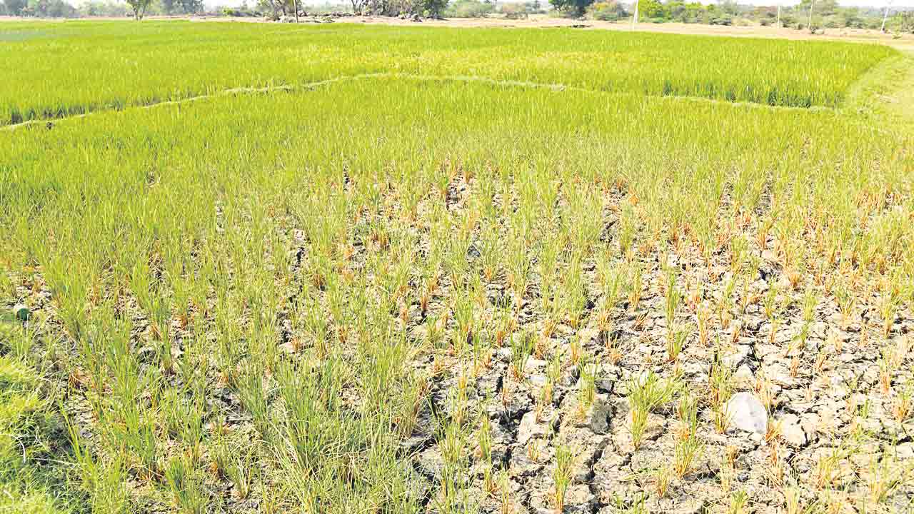 Telangana | సంక్షోభంలో వ్యవసాయం.. సాగునీరివ్వడంలో కాంగ్రెస్‌ సర్కార్‌ విఫలం