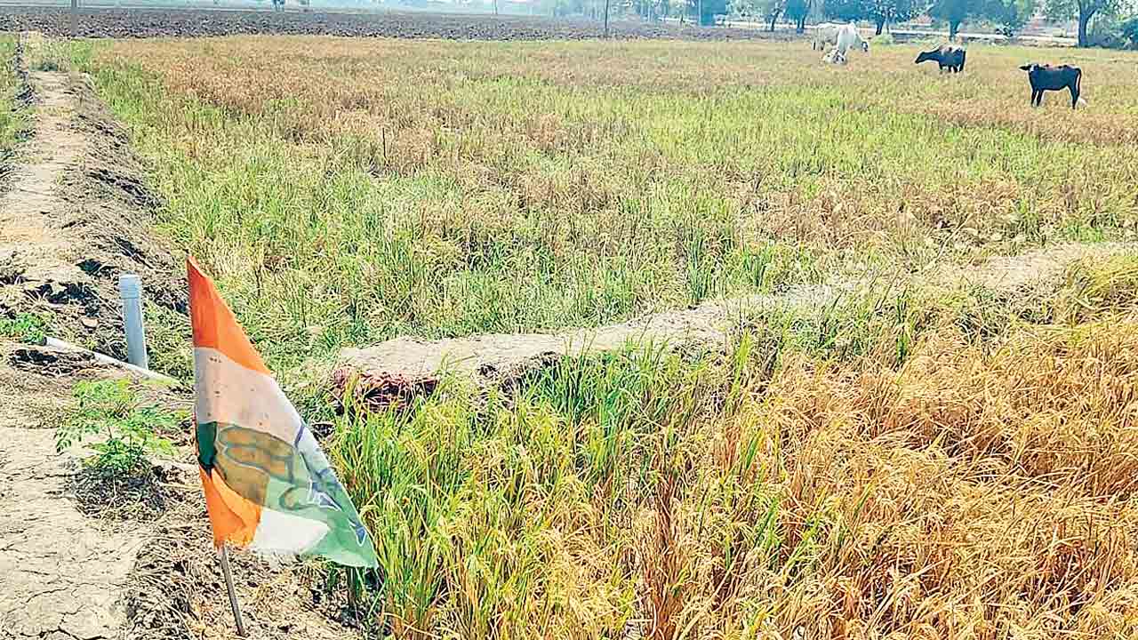 Telangana | కరువు కోరల్లో కర్షకులు.. జనగామ, నల్లగొండ, సూర్యాపేటలో దుర్భిక్షం