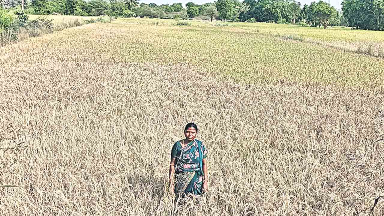సాగు నీళ్ల కొరతతో ఎండుతున్న పంటలు