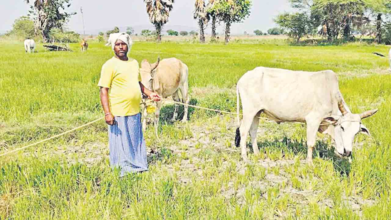 పశువులకు మేతగా ఎండిన పొలాలు