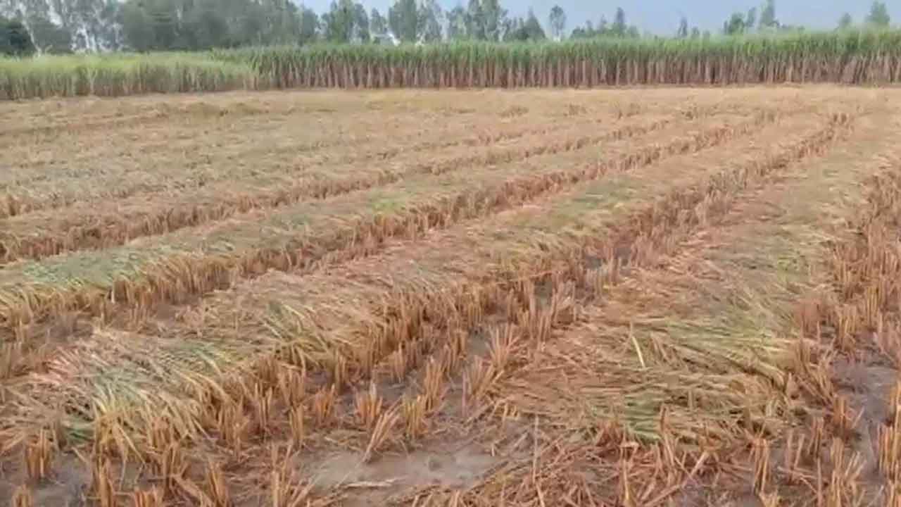 పంట పరిహారంపై రోడ్డెక్కిన రైతన్న