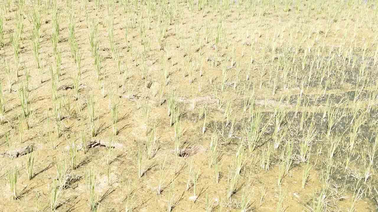 నిరుడు నీడు నెర్రెలు