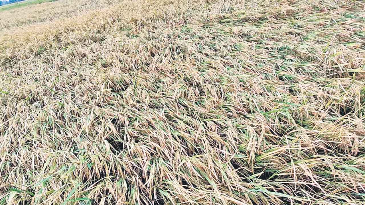 అకాల నష్టం