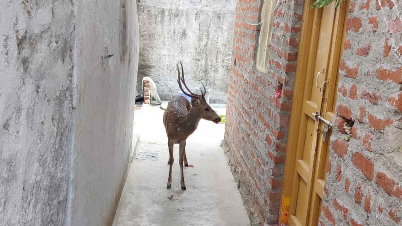 Deer | వనం వీడి జనంలోకి జింక.. డీర్‌ పార్క్‌కు తరలించిన అధికారులు