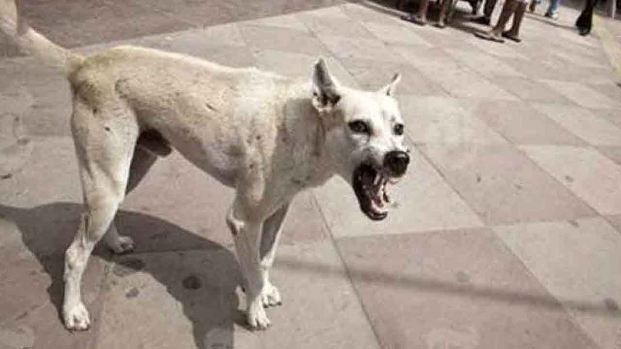 పది మంది చిన్నారులను కరిచిన వీధి కుక్క