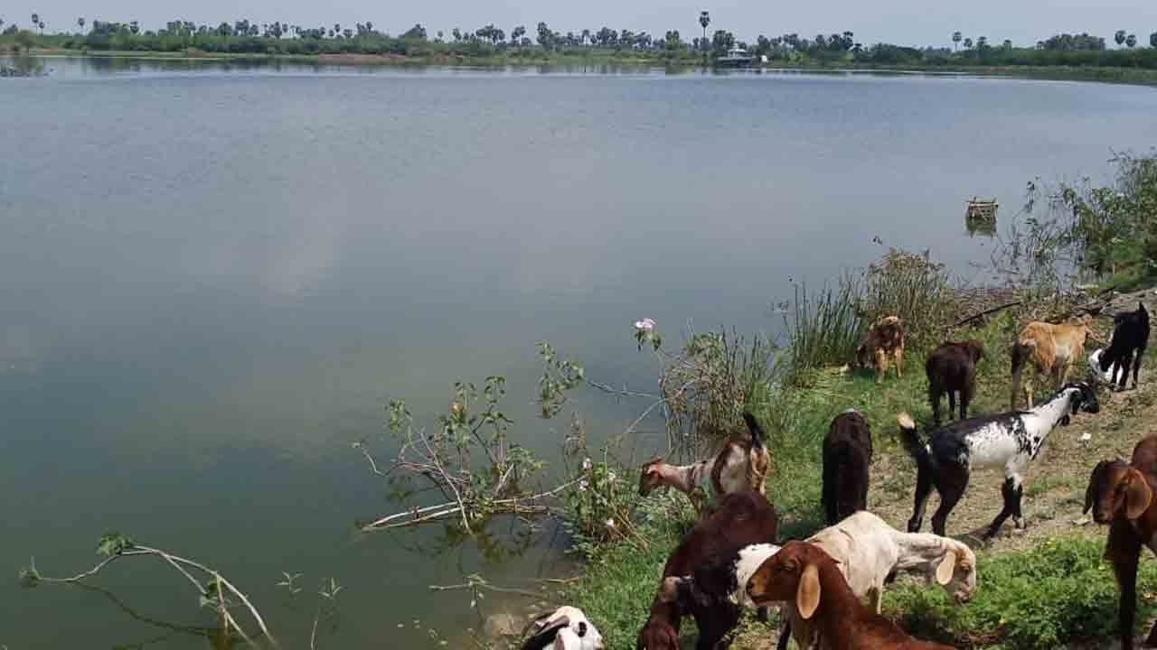 నాడు జలకళ..నేడు వెలవెల