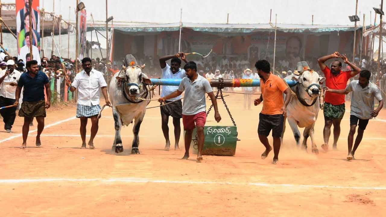 జోరుగా ఎడ్ల పందేలు