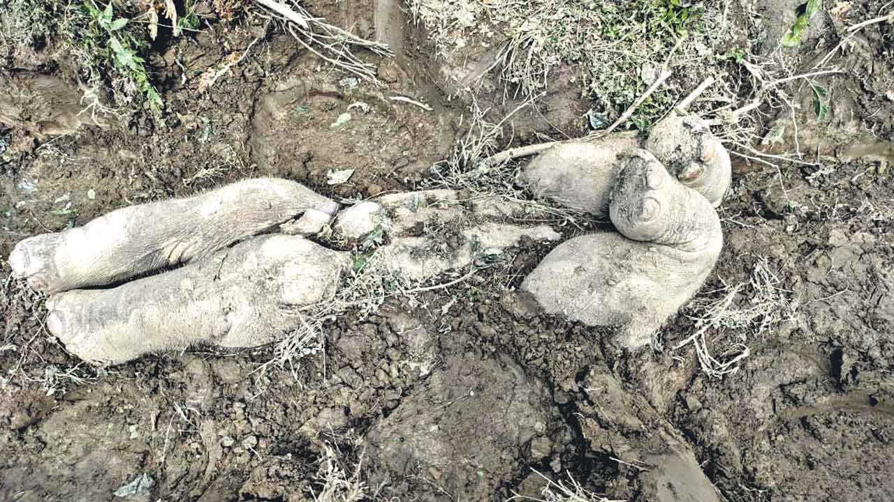 Elephants | గర్భశోకం గజరాజుకూ తెలుసు.. మనుషుల్లాగే బిడ్డ మరణాన్ని ఏమాత్రం తట్టుకోలేని ఏనుగులు!