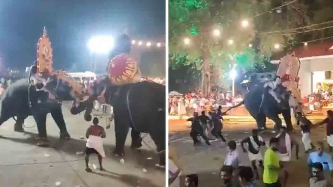 Elephant Fight | ఆలయ ఊరేగింపులో అపశ్రుతి.. ఏనుగుల ఫైటింగ్‌తో తొక్కిసలాట.. VIDEO