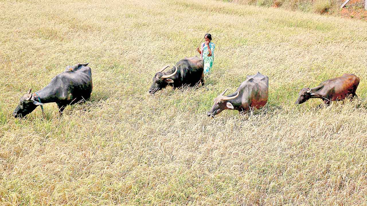 KCR | తల్లడిల్లుతున్న తెలంగాణకు తోడుగా..