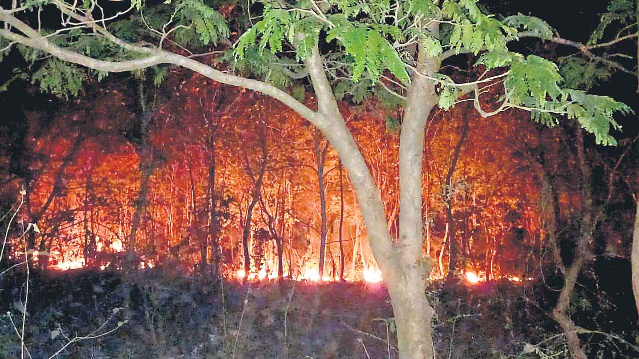 కాట్రపల్లి అడవుల్లో మంటలు