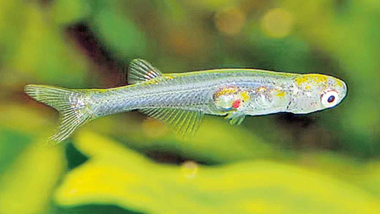 Danionella Cerebrum | ఈ చేప కూత పెడితే చెవులు చిల్లులు పడాల్సిందే..