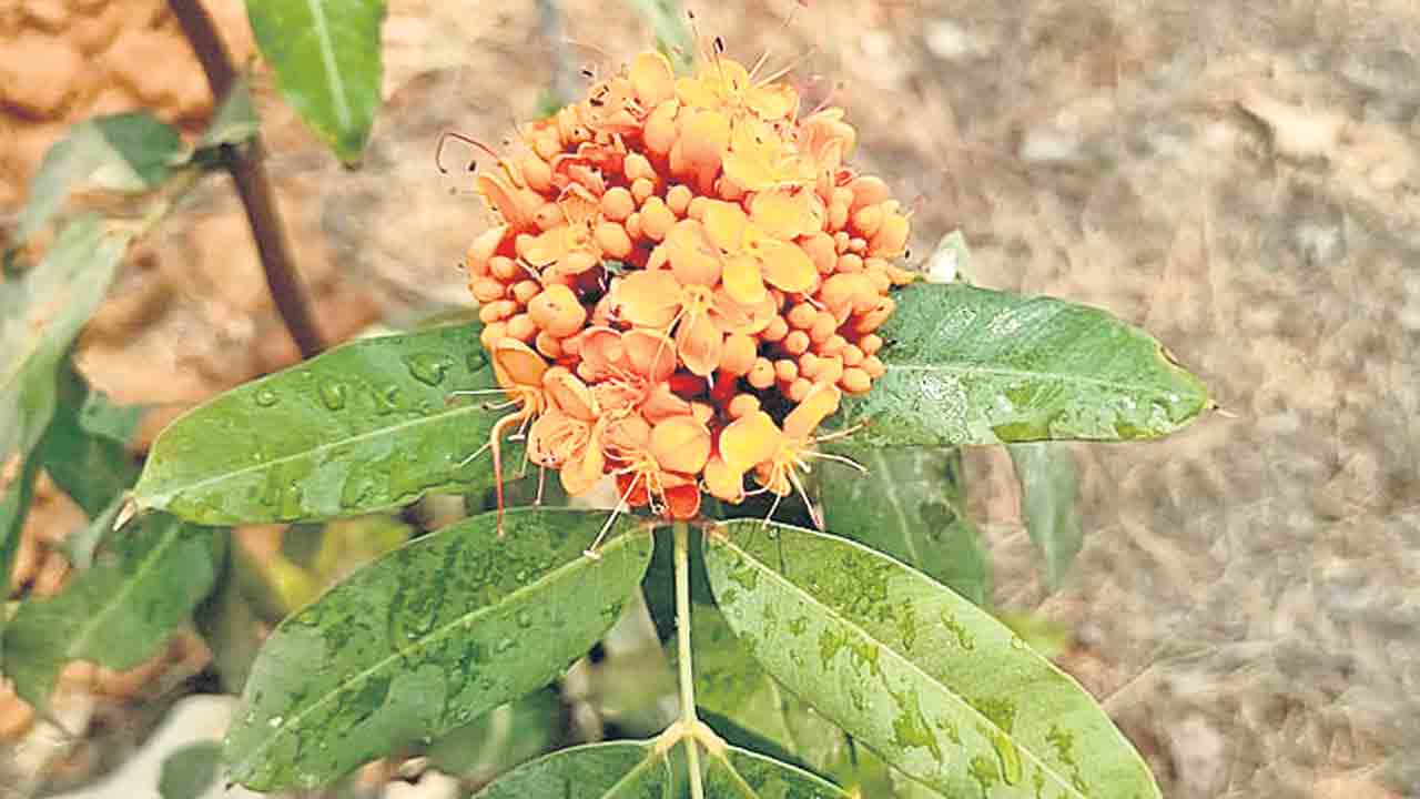 Jadcherla | సీతా అశోక మొక్క.. విరబూసింది ఎంచక్కా