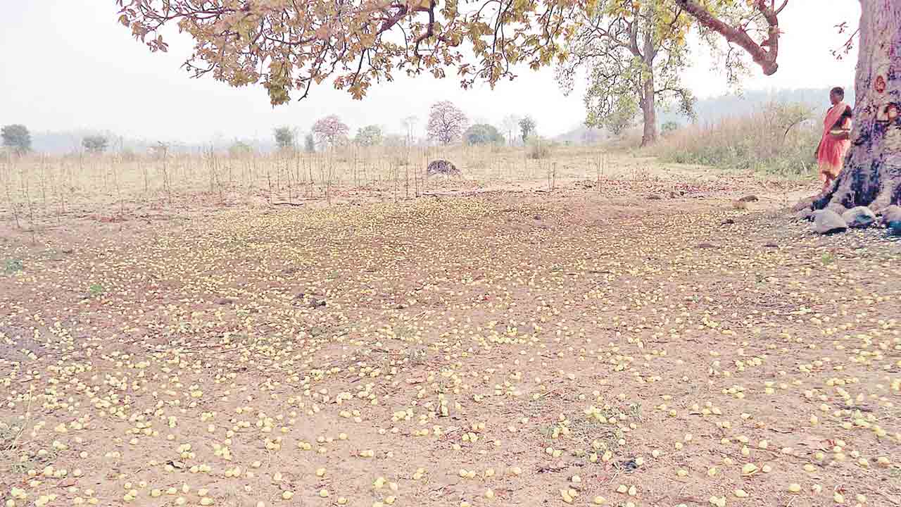 కోడి కూయక ముందే అడవిబాట