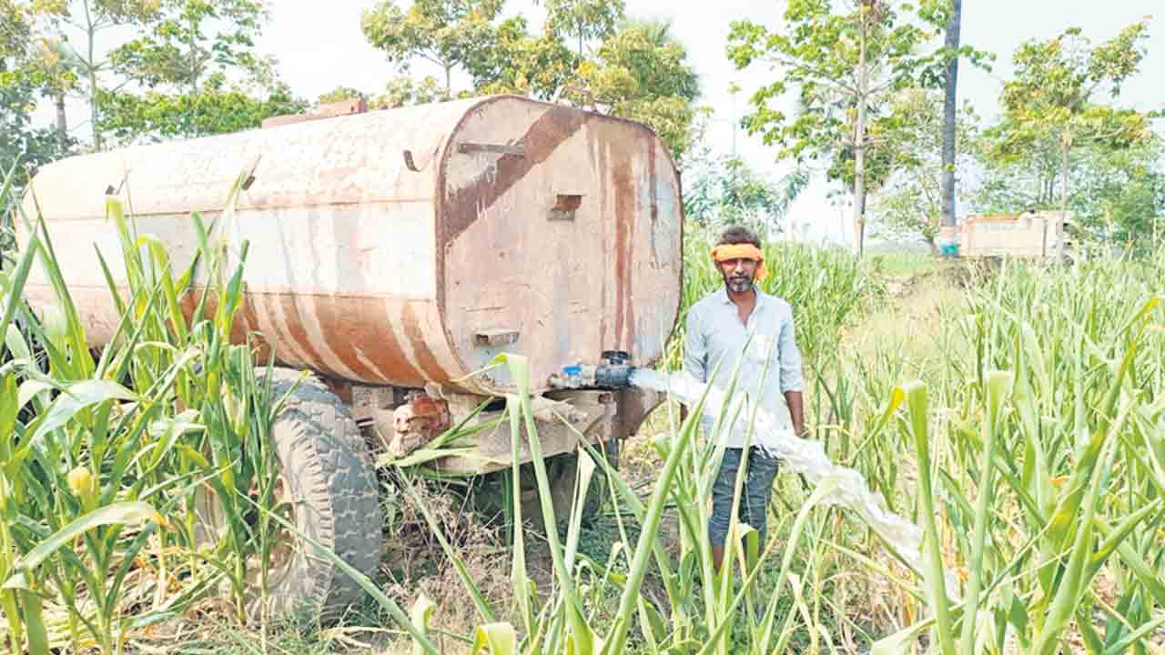 ఎండుతున్న మక్క.. ట్యాంకర్‌ నీరే దిక్కు..