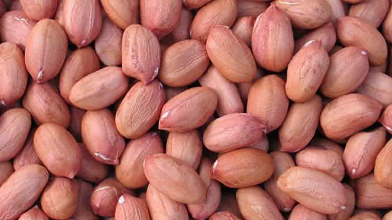 వేరుశనగ దిగుబడుల పెంపుపై ఇక్రిశాట్‌ దృష్టి