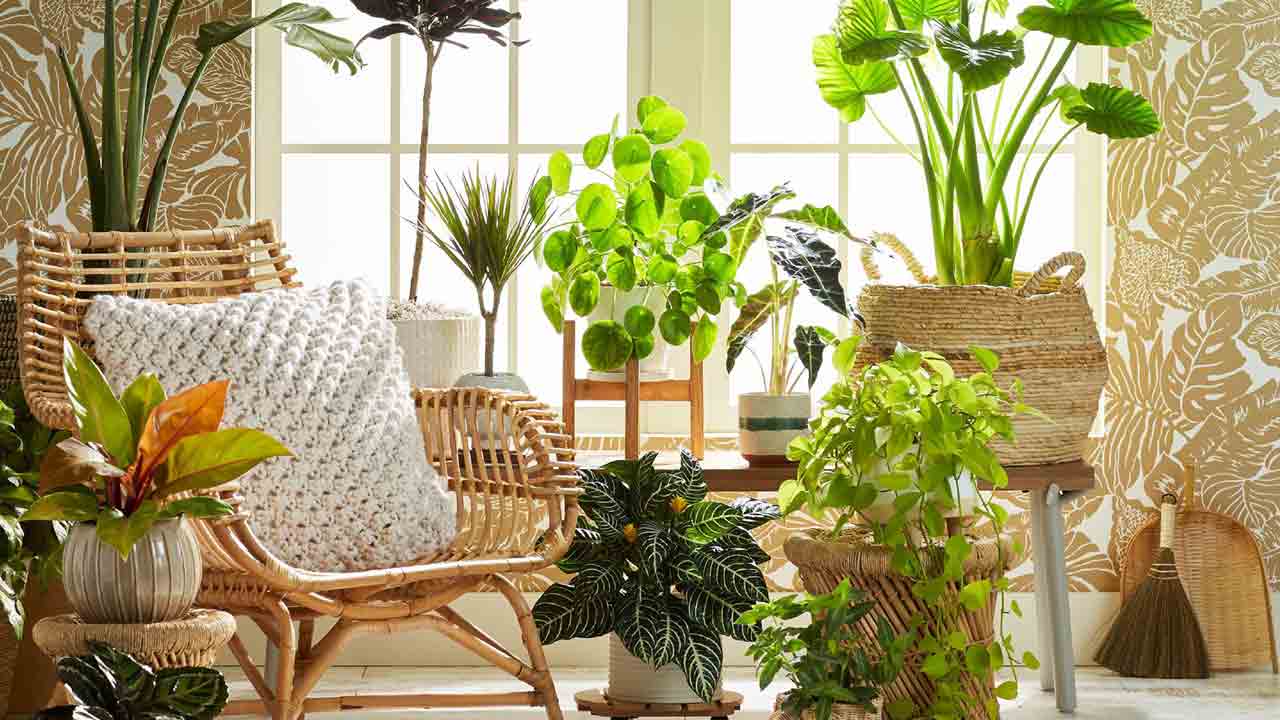 ఇండోర్‌ గార్డెనింగ్‌ వండర్స్‌