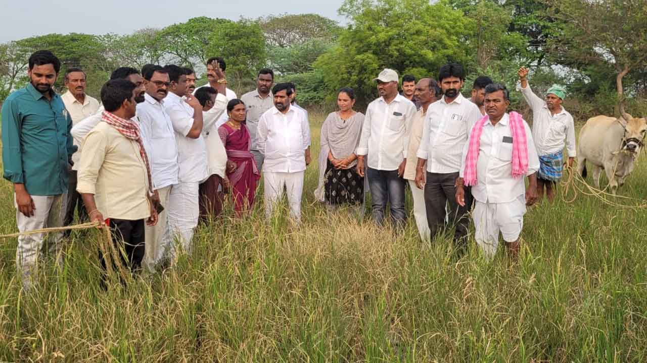 Suryapeta | ఎండిన పంట పొలాలను పరిశీలించిన ఎమ్మెల్యే జగదీష్‌ రెడ్డి