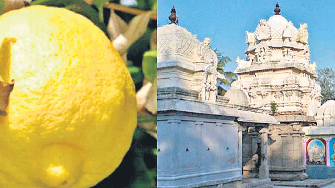 Tamil Nadu | వేలంలో 35 వేలు పలికిన శివరాత్రి నిమ్మకాయ.. ఆ విశ్వాసం వల్లే?