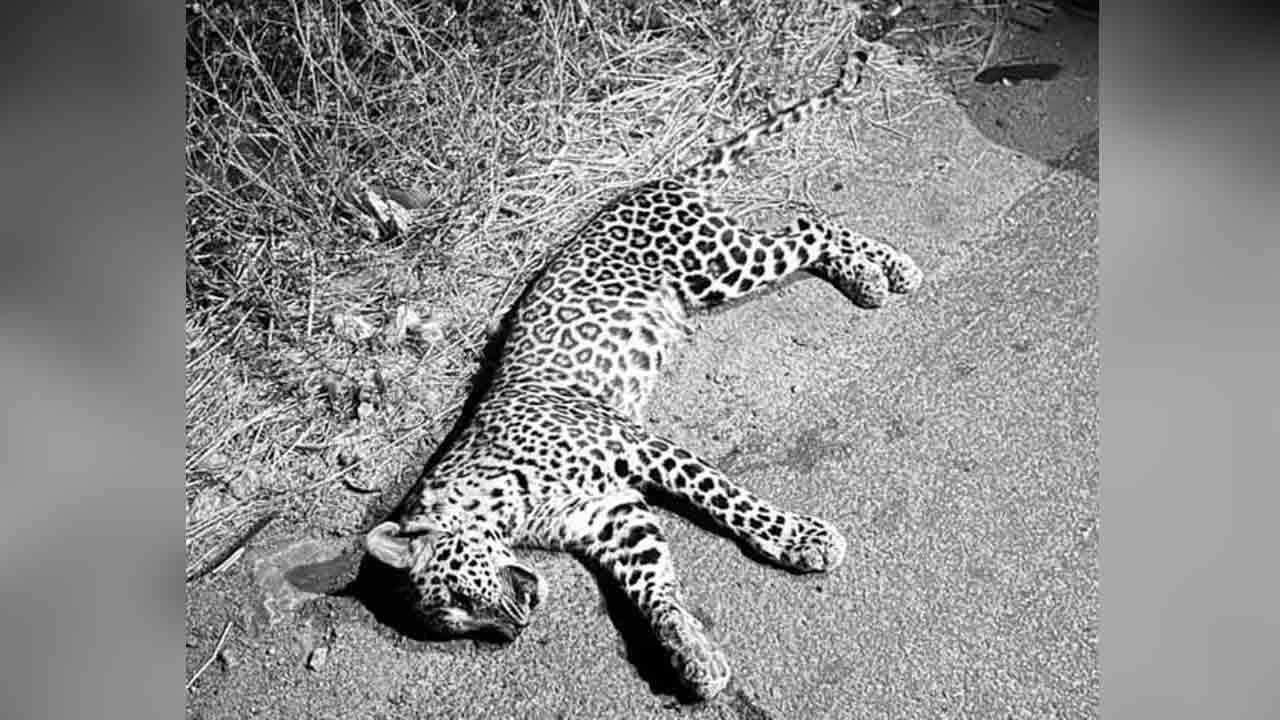 Leopard | కర్నూల్ జిల్లా.. రోడ్డు ప్రమాదంలో చిరుత మృతి