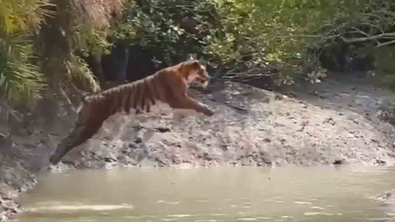 Viral Video | అందుకు 20 అడుగులు దూకిన పులి.. వీడియో చూస్తే షాక‌వ్వాల్సిందే..!