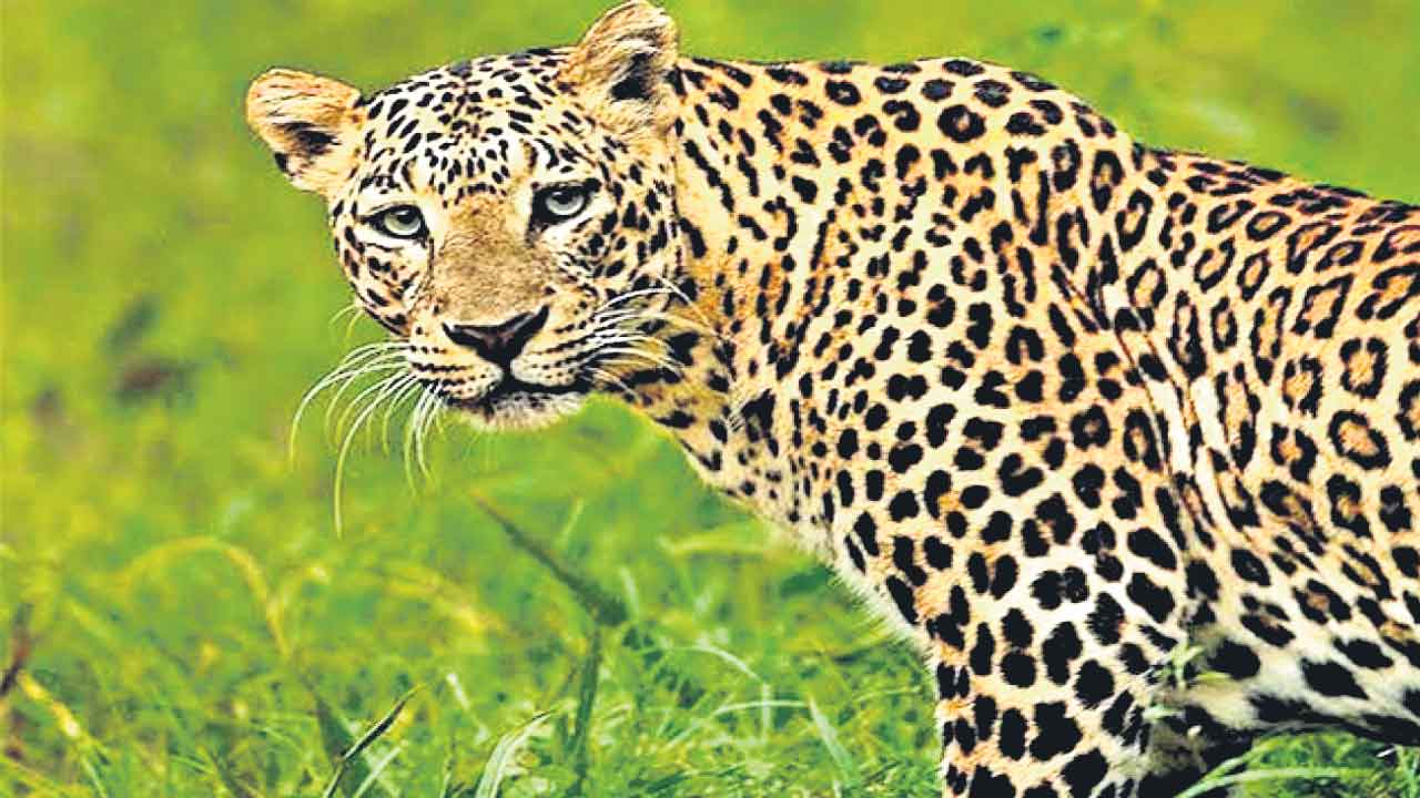 Leopard | వడ్డేపల్లిలో చిరుత సంచారం.. భయాందోళనలో ప్రజలు 