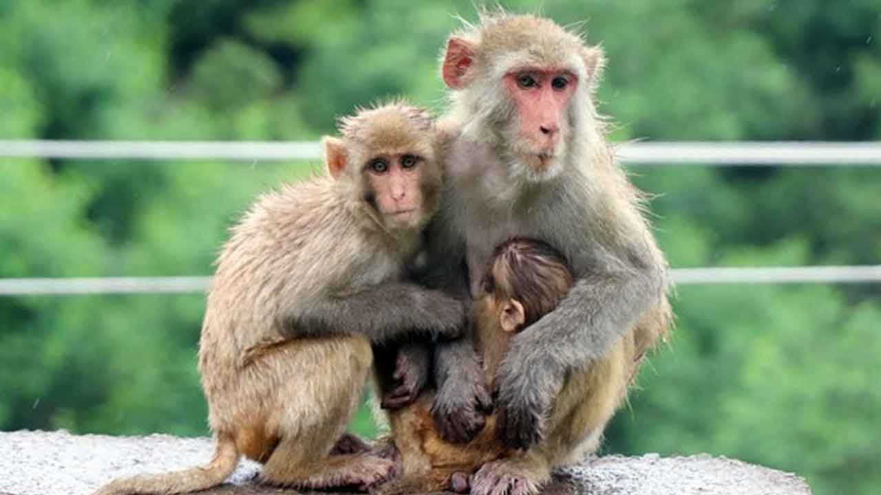 AP News | శ్రీకాకుళం జిల్లాలో విదేశీ కోతుల కలకలం