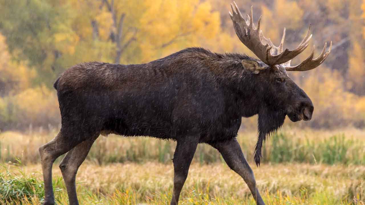 Wildlife meat | వన్యప్రాణి మాంసం స్వాధీనం.. ఇద్దరిపై కేసు నమోదు