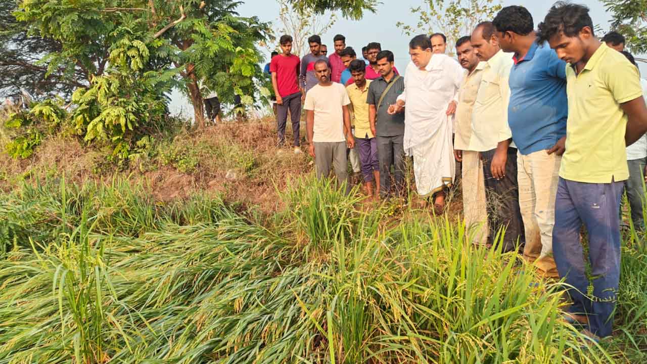 Kamareddy | వర్షాలకు భారీగా దెబ్బతిన్న పంటలు.. పరిశీలించిన పోచారం శ్రీనివాస్‌ రెడ్డి