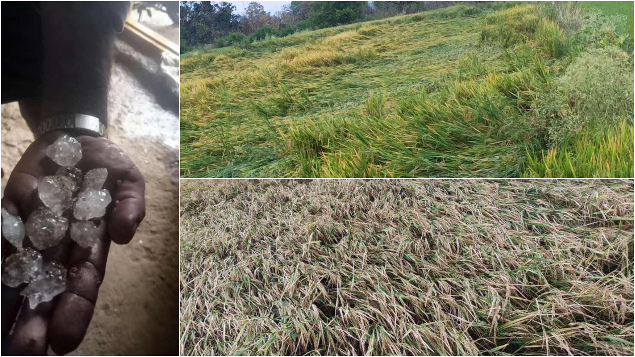 Rain | సిరిసిల్ల, నిజామాబాద్ జిల్లాలో వడగండ్ల వాన.. అకాల వర్షానికి దెబ్బతిన్న పంటలు