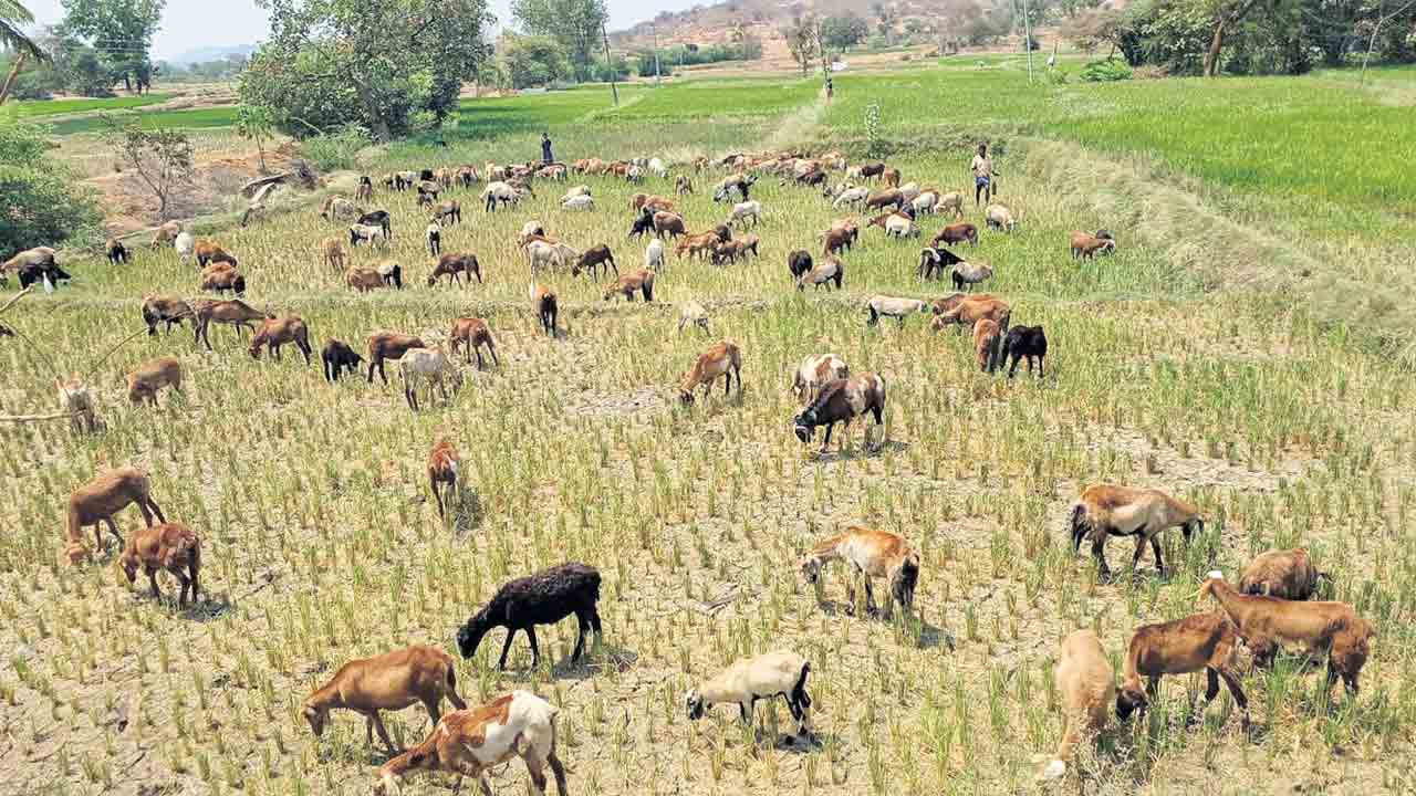 Congress | కాల్వల్లో నీళ్లిడువరు ఎవుసానికి కరెంటియ్యరు.. కాంగ్రెస్‌ హయాంలో అన్నీ కరువే!