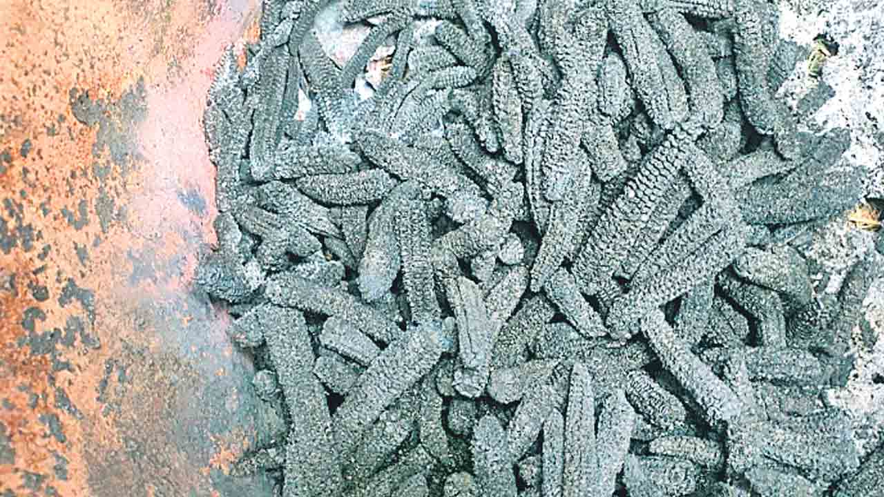 బయోచార్‌తో భూసారం వృద్ధి