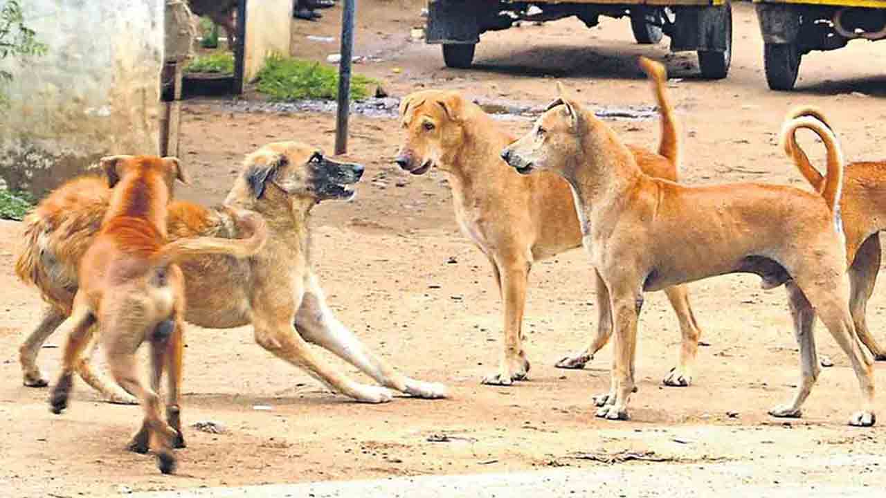 Hyderabad | హైదరాబాద్లో దారుణం.. కుక్కల దాడిలో ఆరేండ్ల బాలుడు మృతి