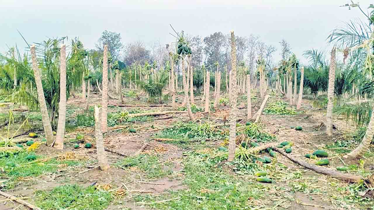 వడగండ్లు..కడగండ్లు..