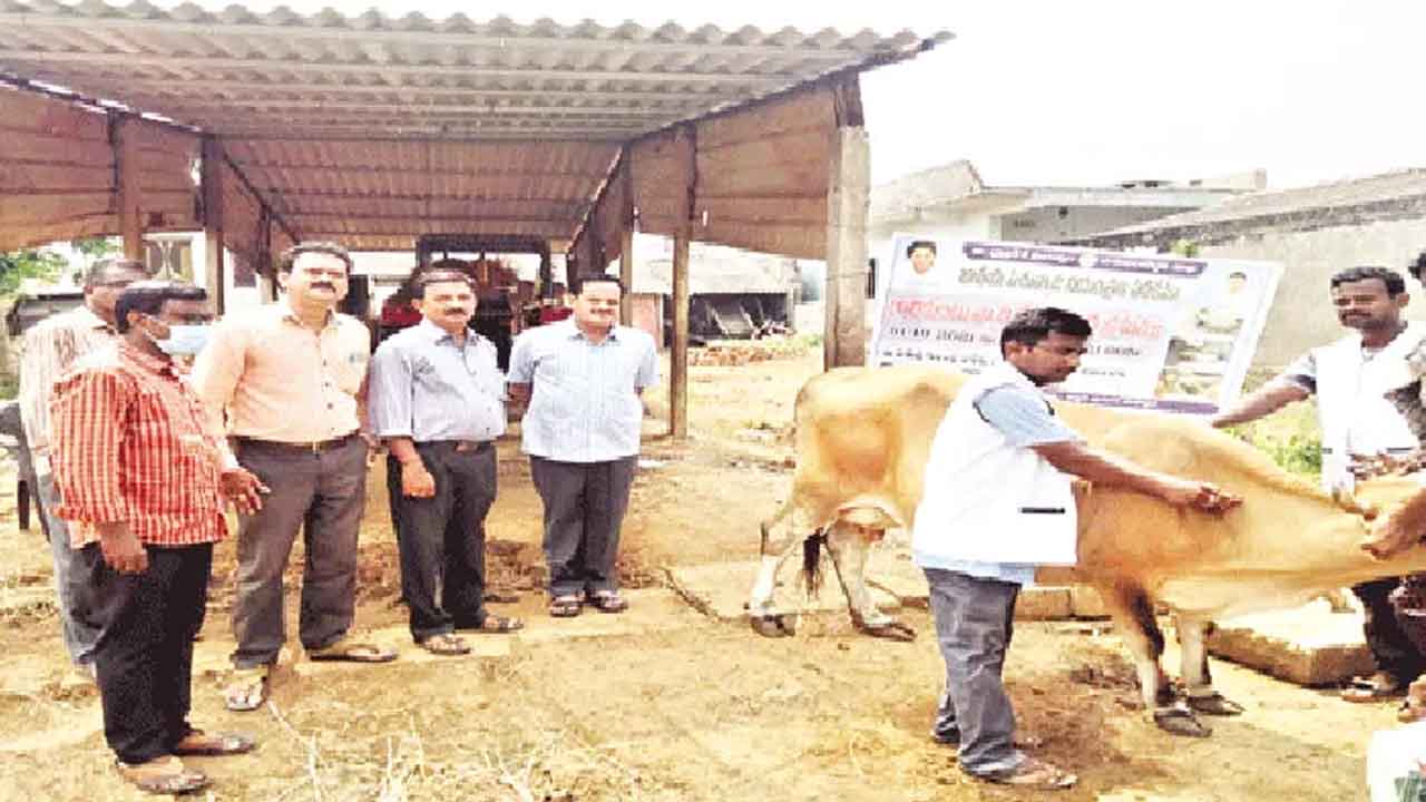 గాలికుంటు నివారణకు వ్యాక్సినేషన్‌