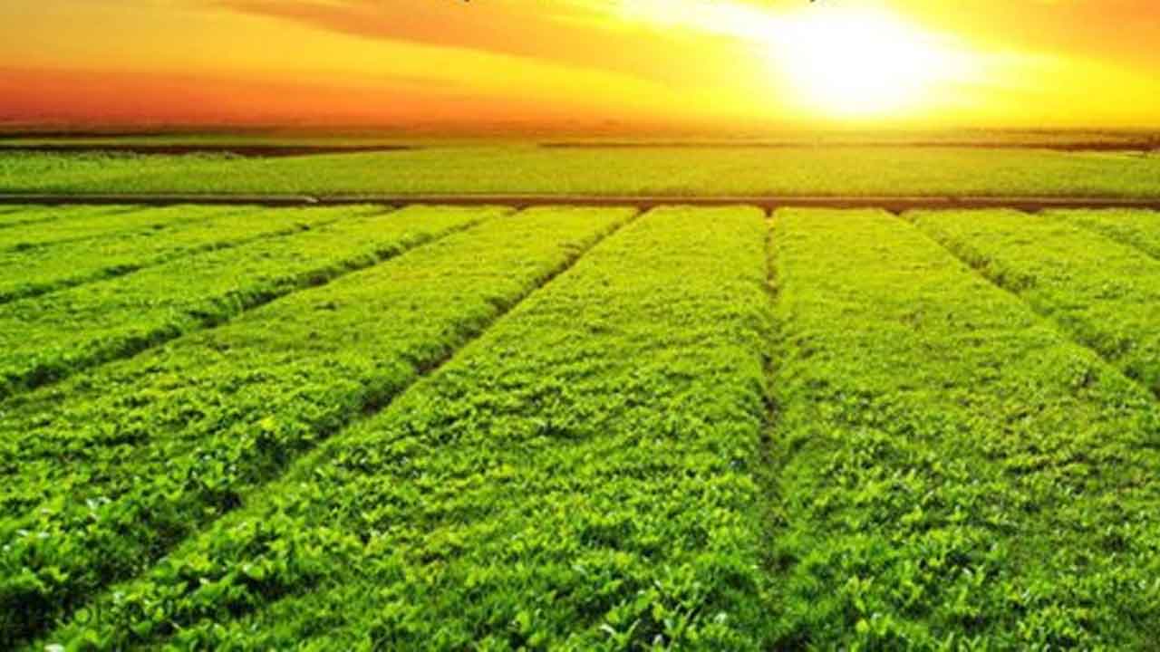 సహజ సాగు- సందేహాలు