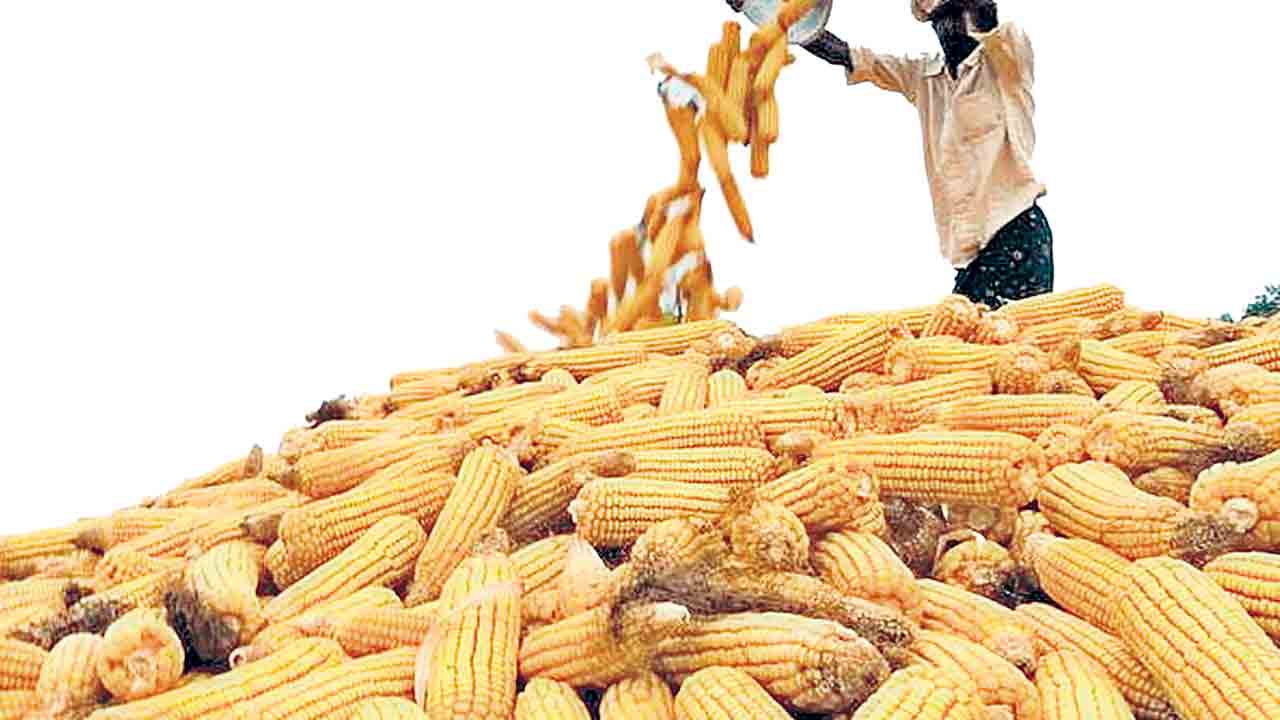 మక్క కొనుగోళ్లు ఎప్పుడు?