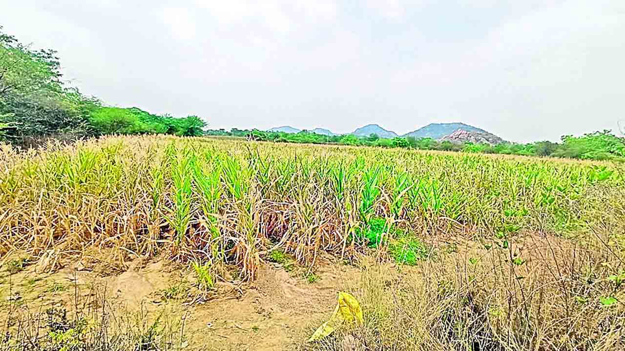 చివరి తడికి నీళ్లివ్వరూ..