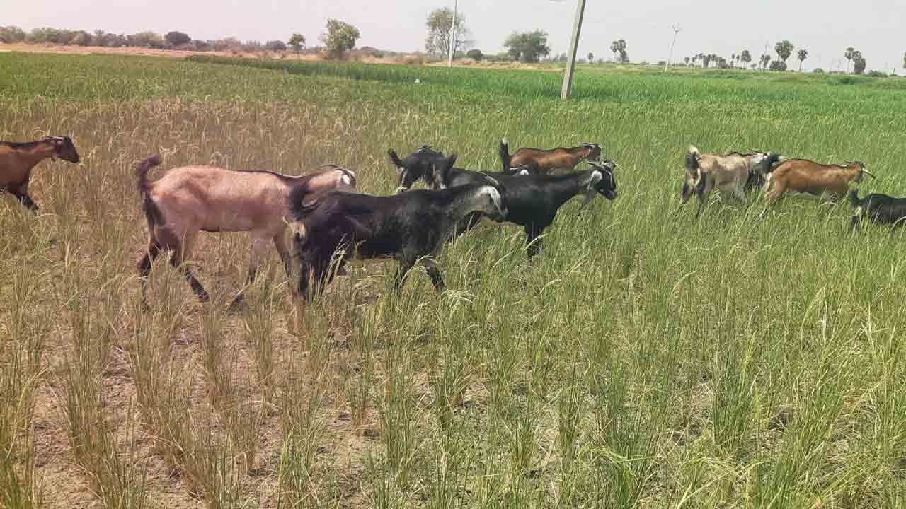 ఎండుతున్న పంటలు