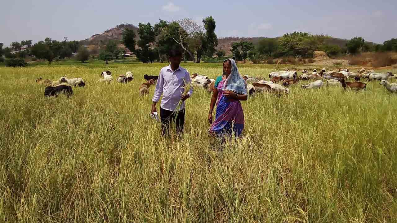 గొర్లకు మేతగా పంట